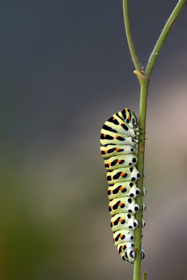 120+ Worm Names: Complete Name Ideas For These Slimy Creatures