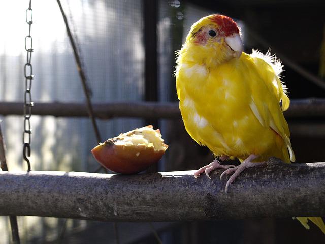 female-yellow-parakeet-names