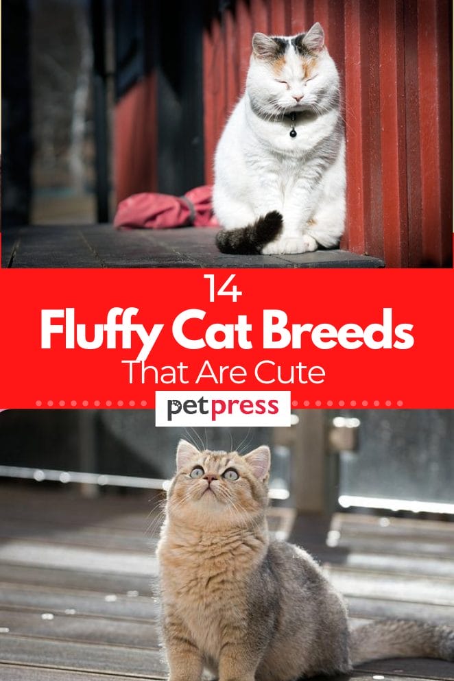 14 Fluffy Cat Breeds: The Cutest And Fluffiest Kittens You'll Ever See