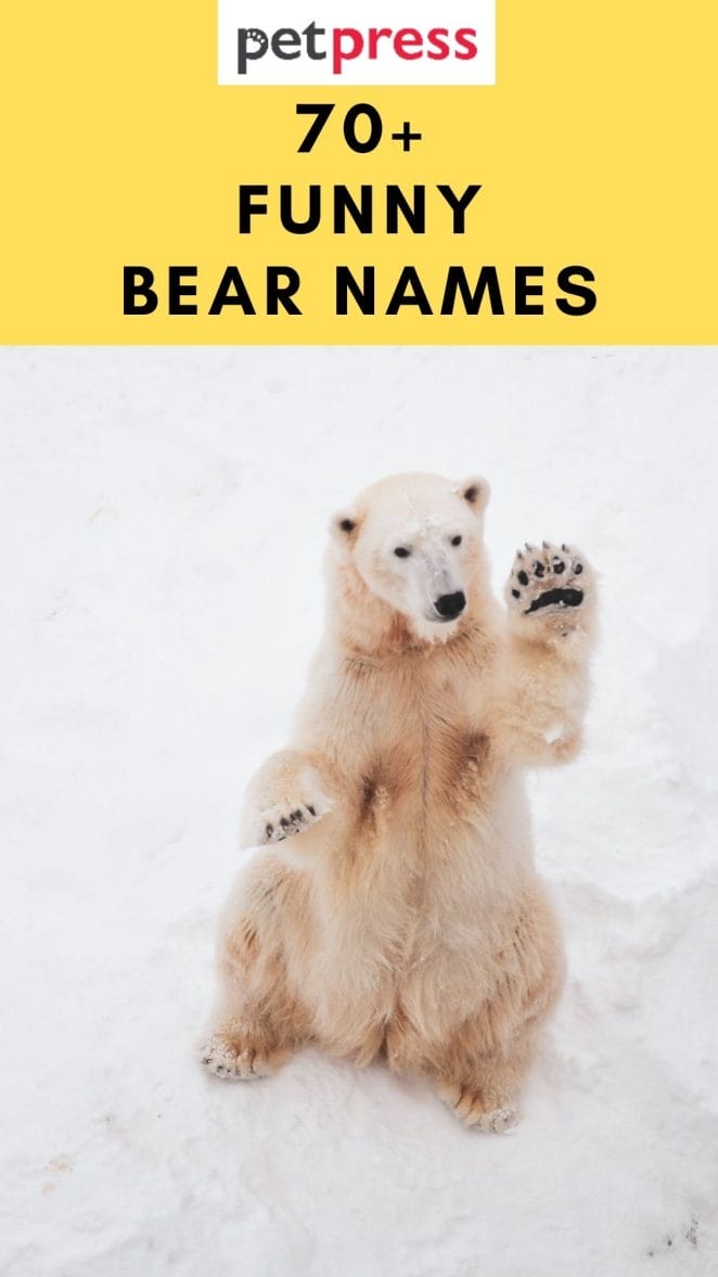 funny-bear-names