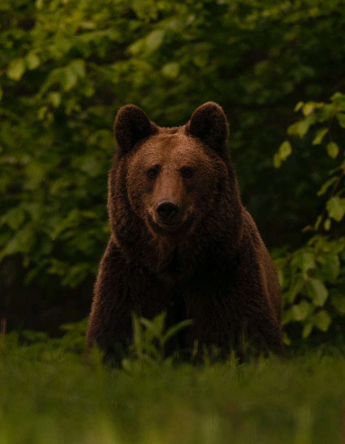 funny-black-bear-names