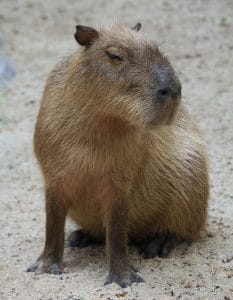 120+ Capybara Names - Cute and Unique Names for Your Capybara