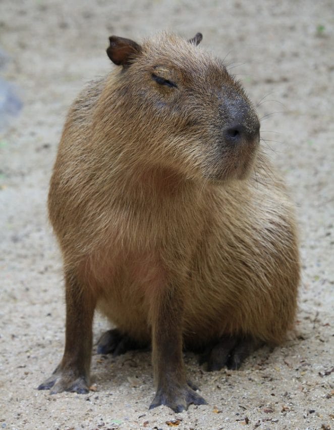 funny-capybara-names