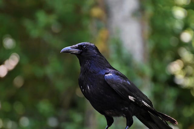 150 Pet Crow Names to Start Calling Your New Feather Companion