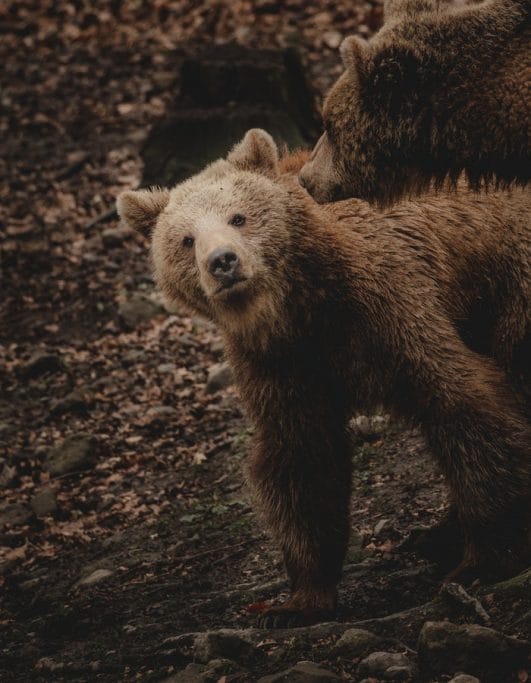 70+ Funny Bear Names That Are Hilarious