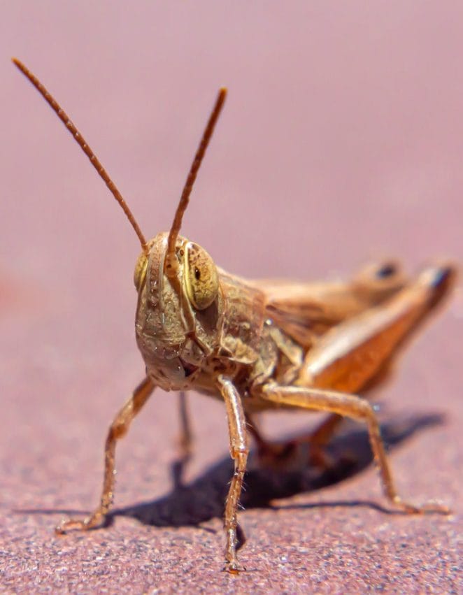 funny-grasshopper-names