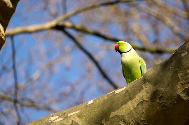 funny-green-parakeet-names