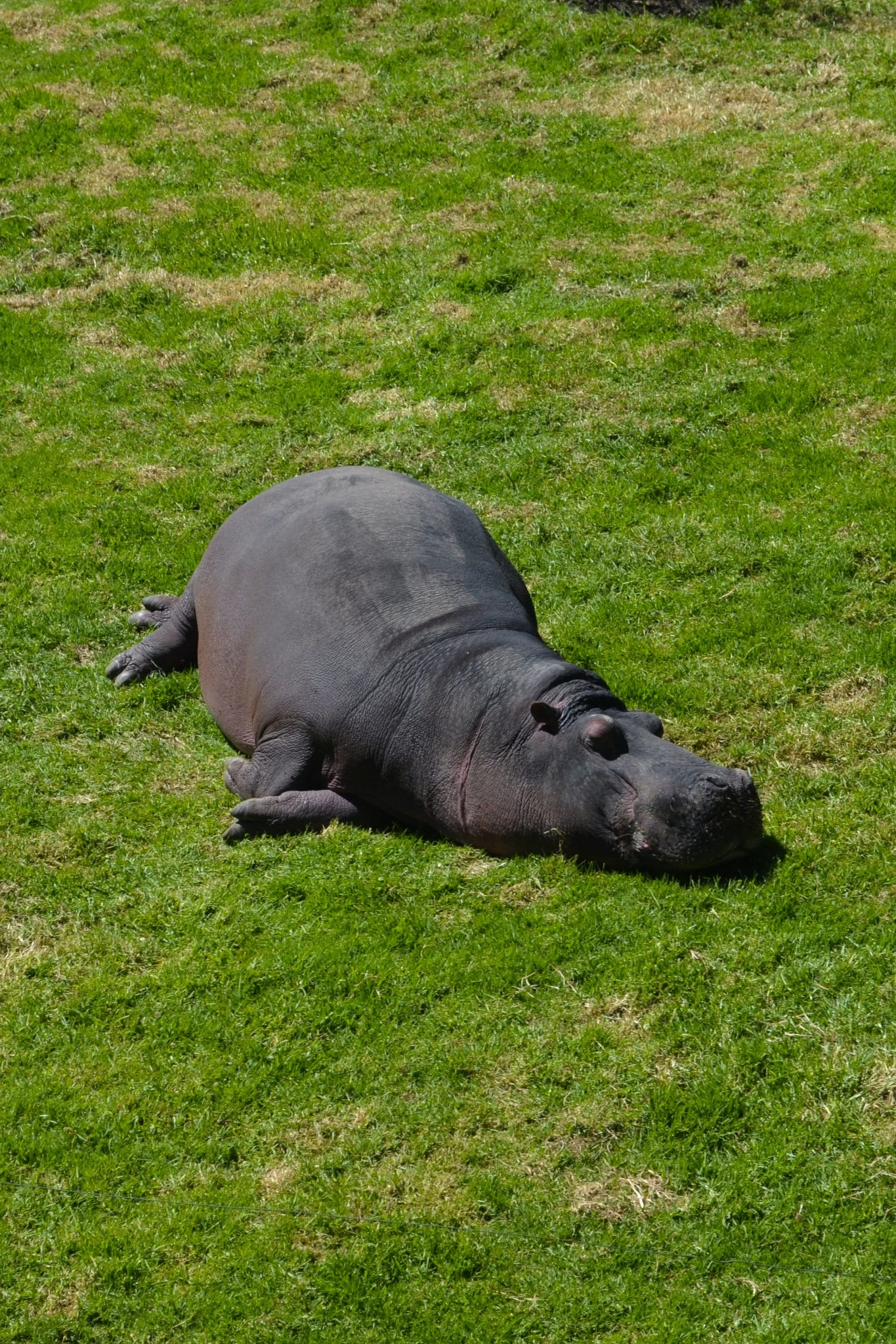 Hippo Names A Comprehensive List of 200+ Cute Hippopotamus Names