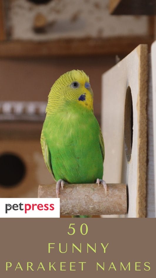 Funny Parakeet Names