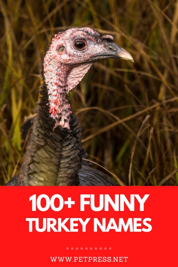 100+ Funny Names for a Pet Turkey: Hilarious Turkey Names