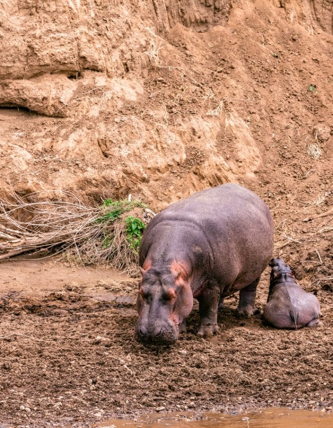 Hippo Names: A Comprehensive List of 200+ Cute Hippopotamus Names