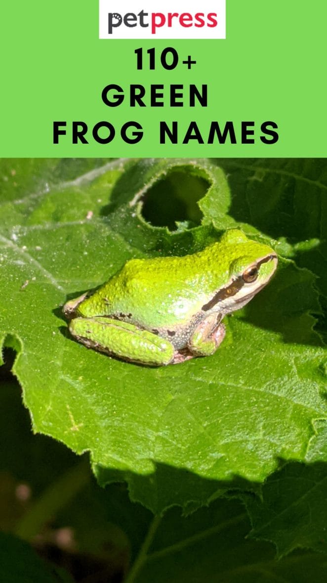 green-frog-names