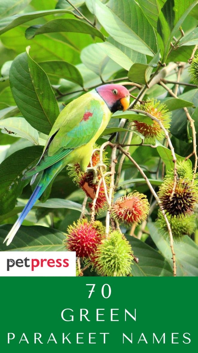 green-parakeet-names