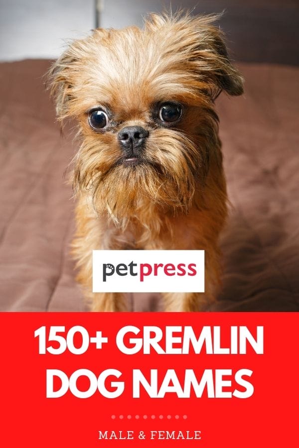 150+ Best Gremlin Dog Names: Names for Your Brussels Griffon