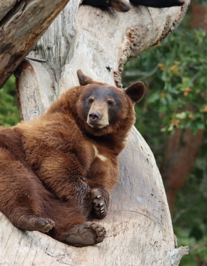 grizzly-russian-bear-names