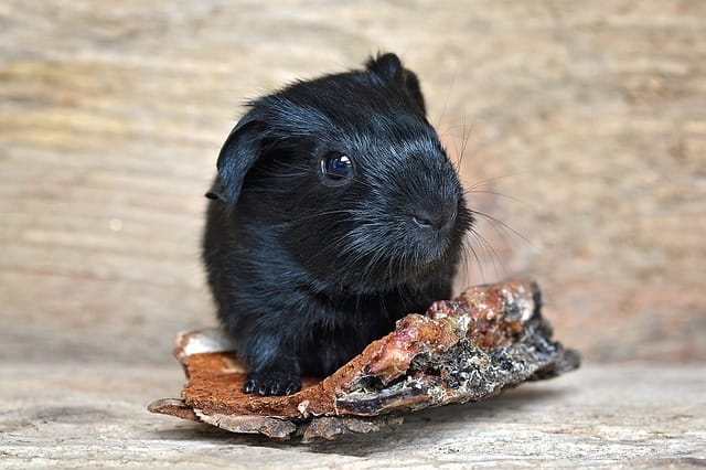 guinea-pig