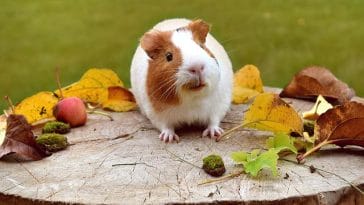 guinea-pigs