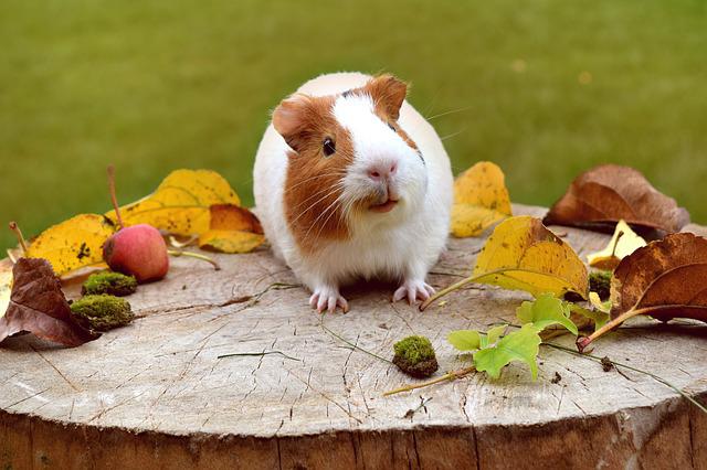 guinea-pigs