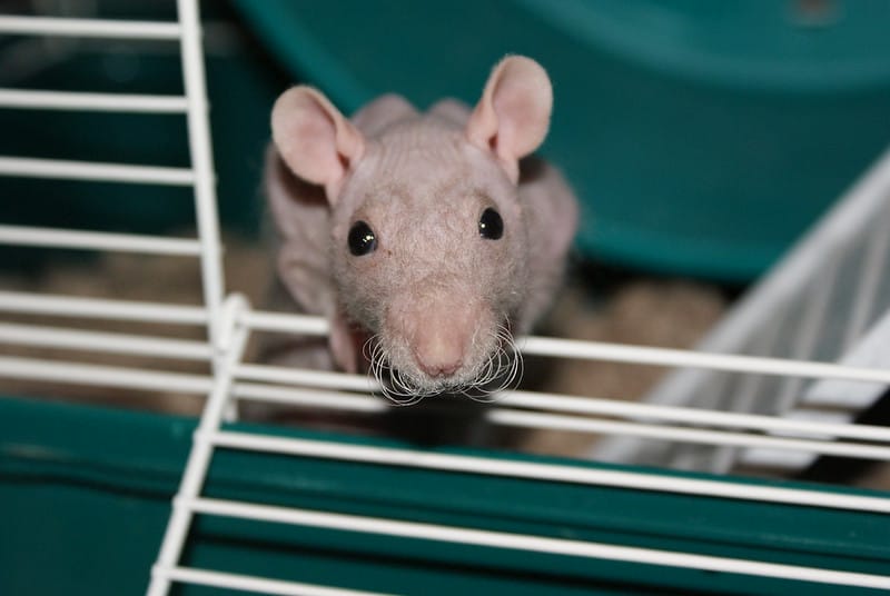 hairless-rat