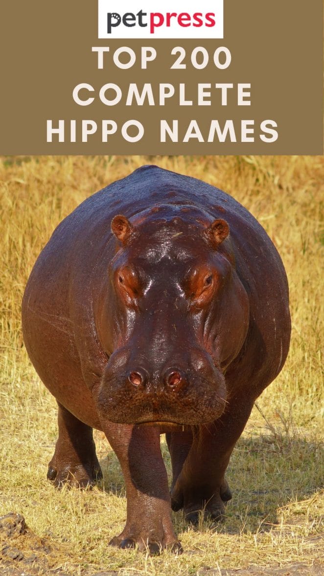 Hippo Names: A Comprehensive List of 200+ Cute Hippopotamus Names