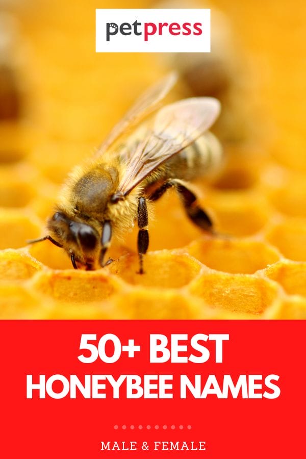 50+ Best Honeybee Names Unique Names for a Honeybee