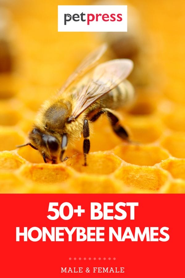 honeybee names