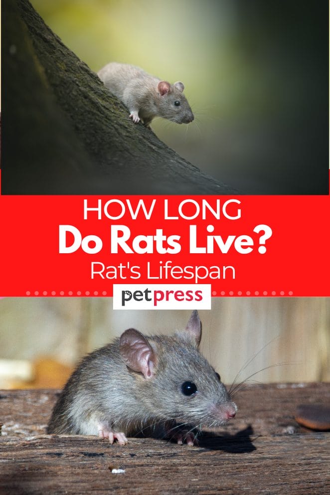 How Long Do Rats Live? The Surprising Truth About Rat Lifespan