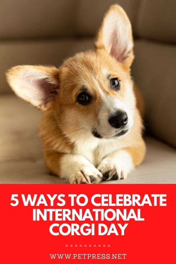 international corgi day