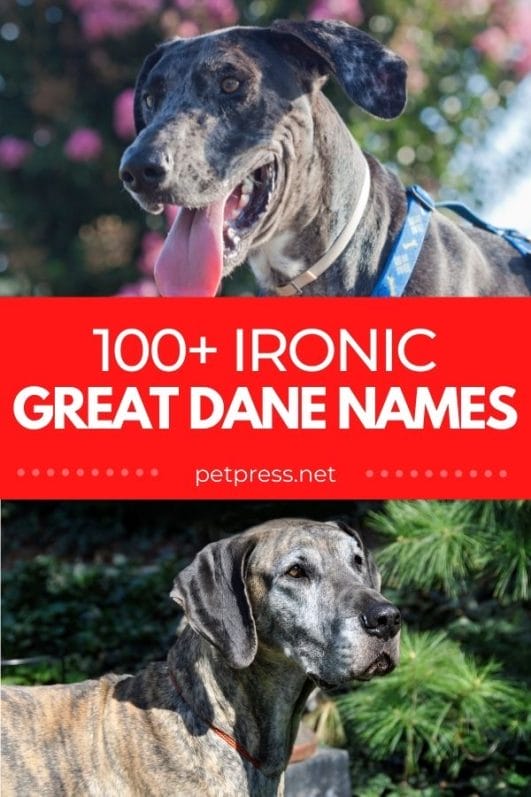 100+ Ironic Great Dane Names Ironic Name Ideas for Your Big Dog