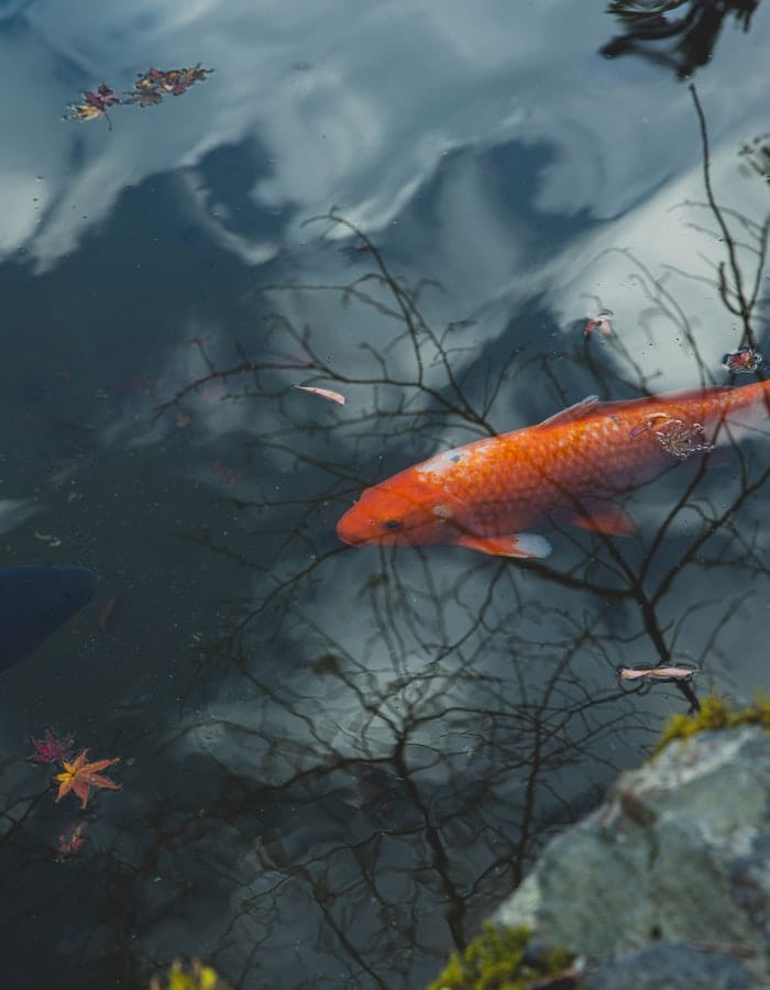 koi-japanese-fish-names