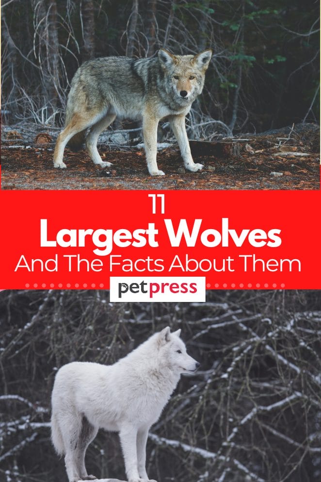 11 The Largest Wolves In The World How They Behave, Live, And Hunt