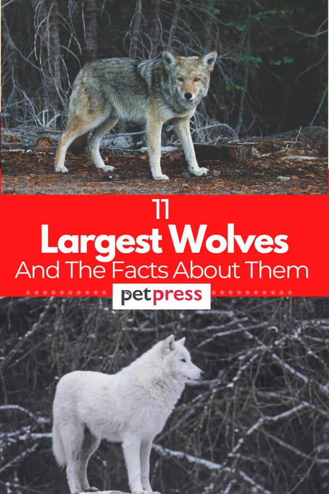 11 The Largest Wolves In The World: How They Behave, Live, And Hunt