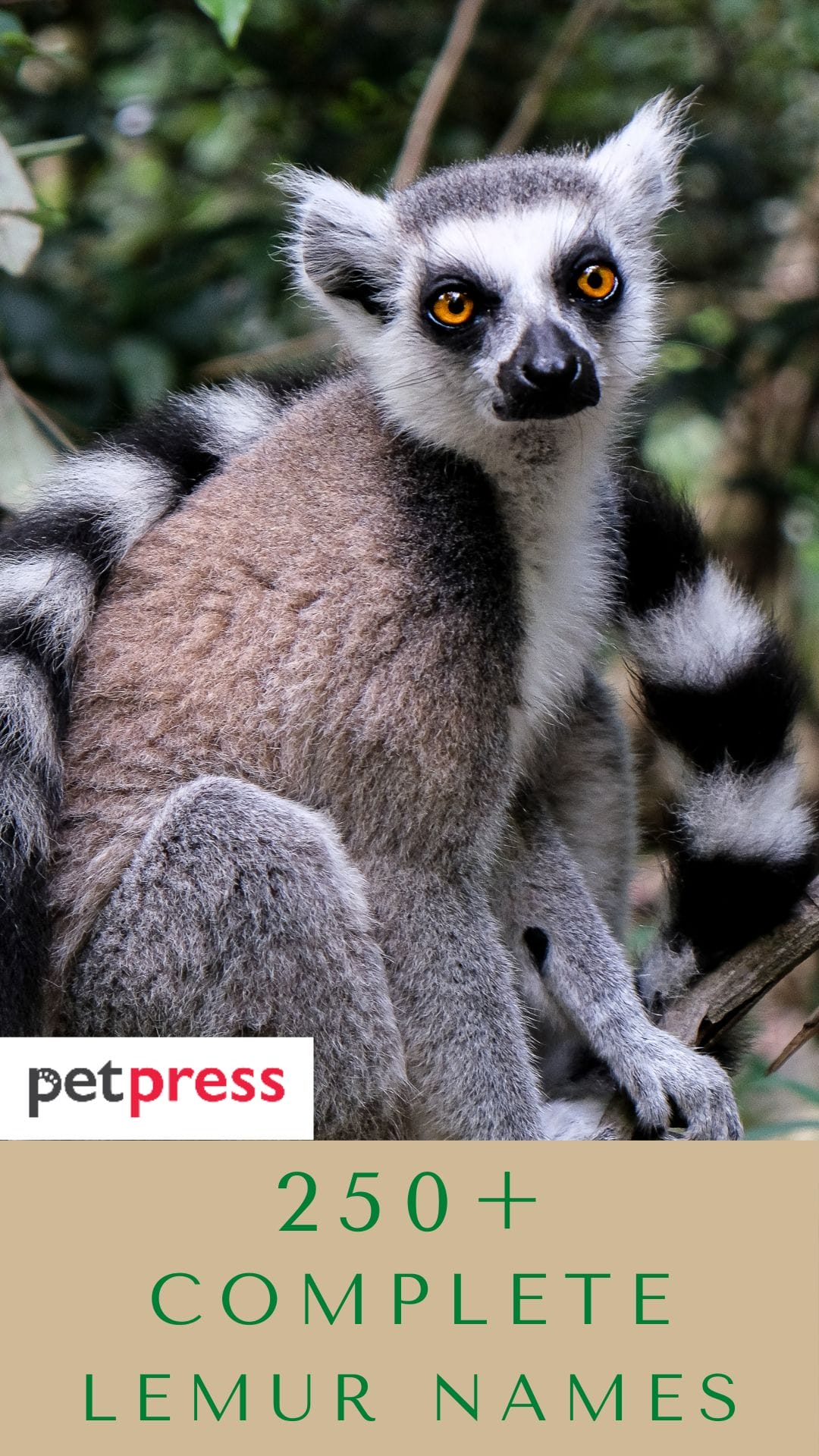 250+ Lemur Names: The Cutest and Cuddliest Primates on Earth