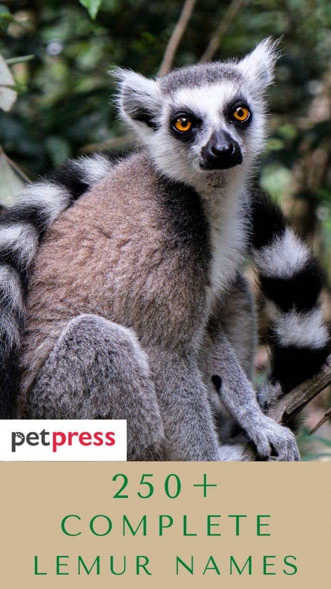 lemur-names