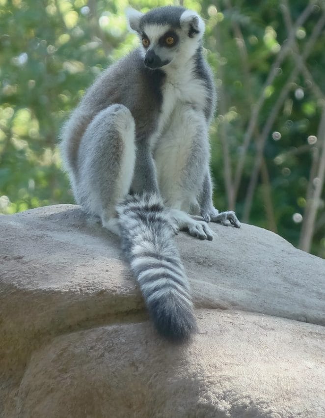 madagascar-lemur-names