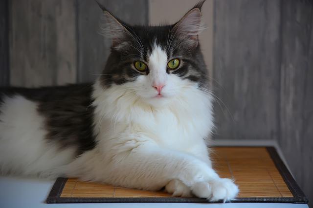 maine-coon