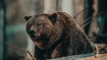male-bear-names