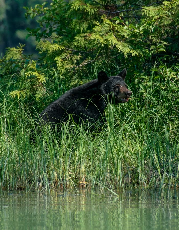 male-black-bear-names