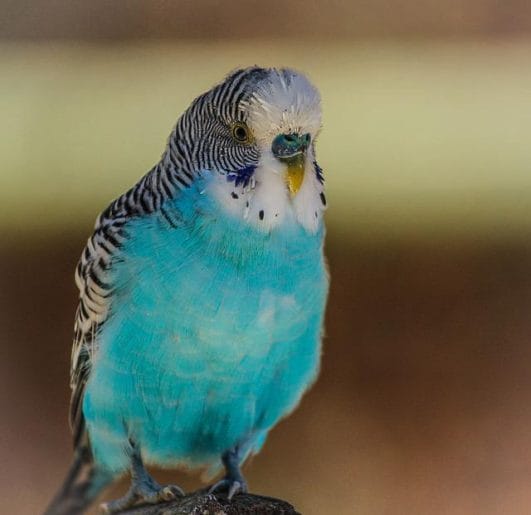 140+ Blue Parakeet Names to Give Your Cute Blue Pet Parakeet