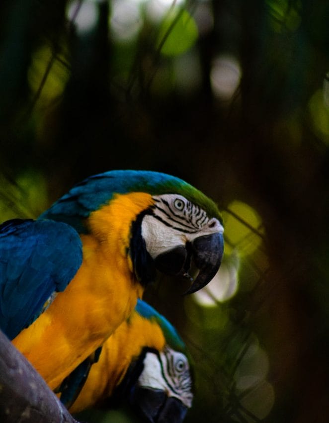 male-blue-yellow-bird-names