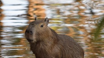 male-capybara-names