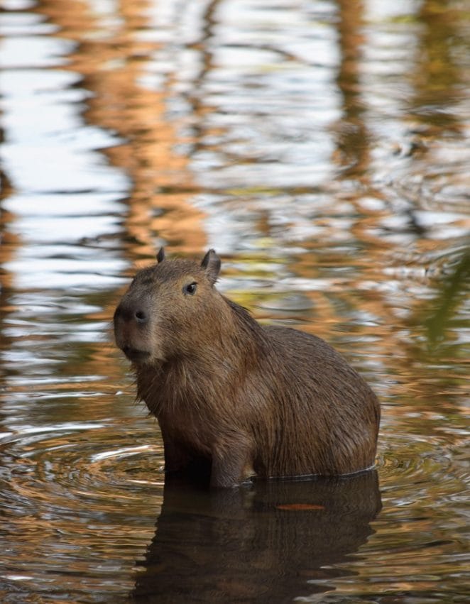 male-capybara-names