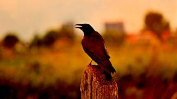 male-crow-names