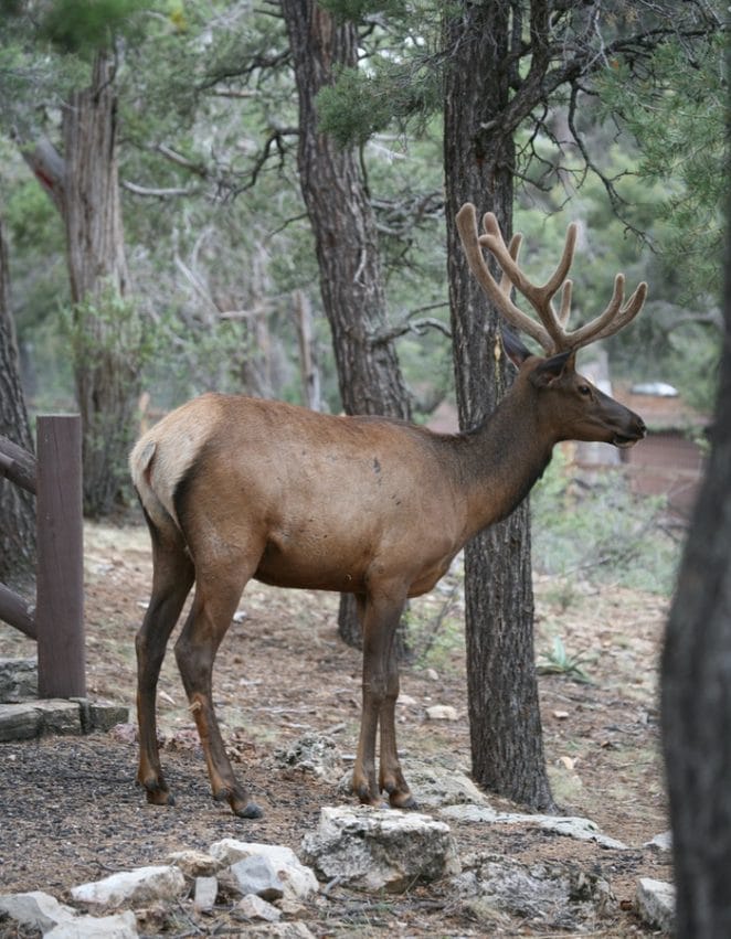 male-elk-names