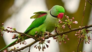 male-funny-parakeet-names