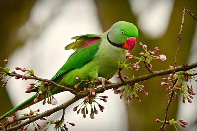 Top 50 Funny Parakeet Names For Your Feathered Friend