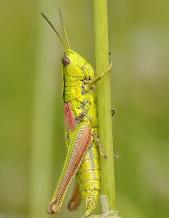 150-grasshopper-names-a-list-of-adorable-names-for-grasshopper