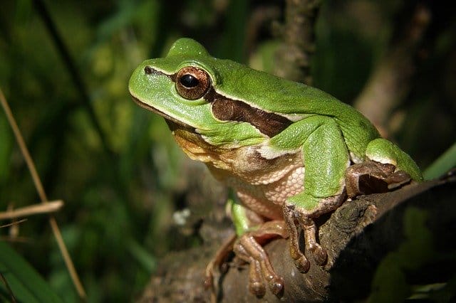 male-green-frog-names