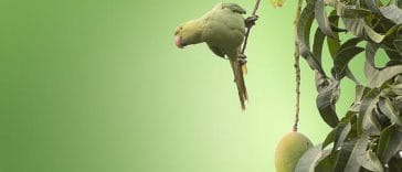 male-green-parakeet-names