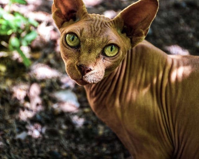 200+ Hairless Cat Names The Best Names for Your Hairless Kitty